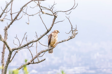 birds of Colombia