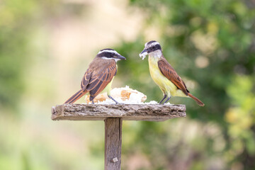 bichofeos