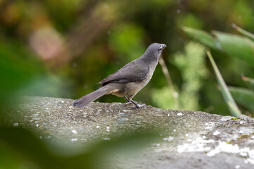 birds of Colombia