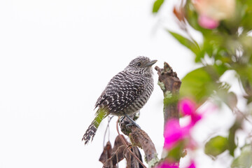 birds of Colombia