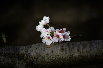 Cherry blossoms on the tree.Japanese Sakura.Pink,Black,Flower,Dark