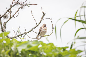 birds of Colombia