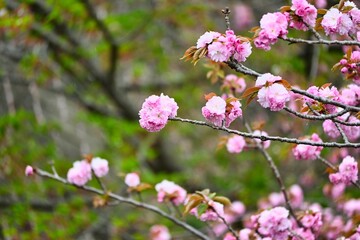 満開の八重桜のアップ