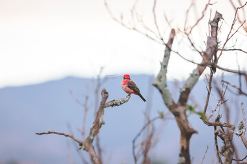 birds of Colombia