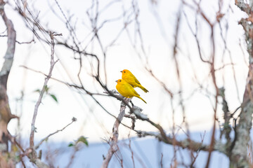 birds of Colombia