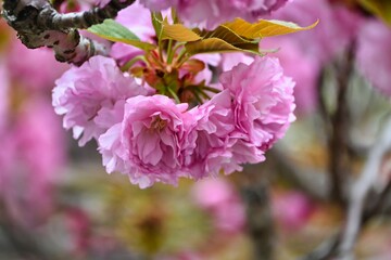 満開の八重桜のクローズアップ