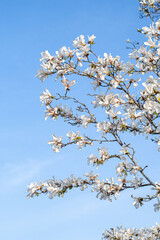 咲き終わりのモクレン