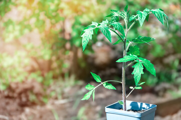 Seedlings of tomatoes in a pot in the open field, sprouted tomatoes, a tomato sprout in a pot. Spring young tomato seedlings for planting in a greenhouse.