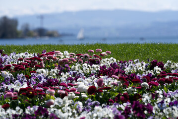 Flower bed at border of lake Zurich. Photo taken April 4th, 2021, Zurich, Switzerland.