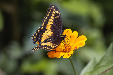 butterfly