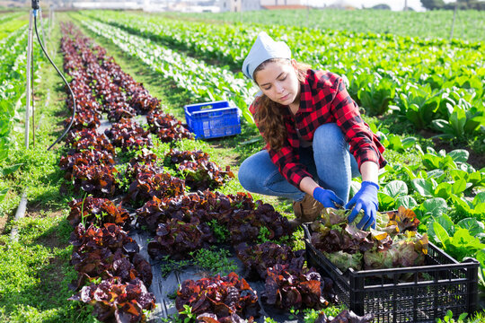 Interested young female farmer gathering crop of red leaf lettuce on vegetable plantation in springtime