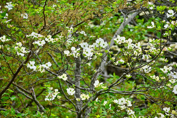 咲き始めた白いハナミズキの花