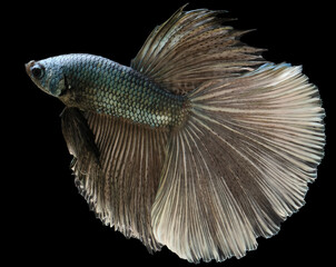 Beautiful movement of green Betta fish, Siamese fighting fish, Betta splendens of Thailand, isolated on black background.