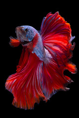 Beautiful movement of blue red Betta fish, Siamese fighting fish, Betta splendens of Thailand isolated on black background.