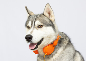Beautiful huskies dog with headphones isolated on white