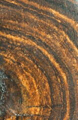 hard wood growth rings, macro texture