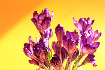 Bouquet of purple crocuses on a yellow background, close-up
