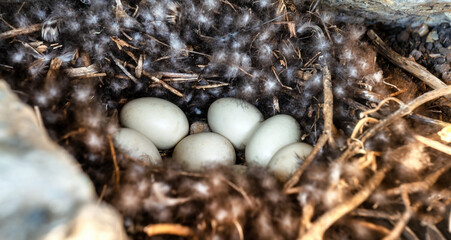 Duck's nest in a small cavity of stacked stones