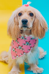 cocker spaniel  
