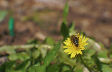 Sariq gul va Asalarisi