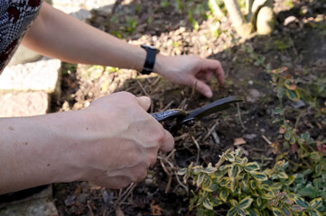 Hands of a woman working in a garden in early spring