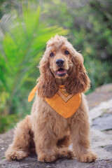 cocker spaniel puppy