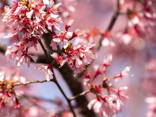 Pink Japanese plum fruit blossoms