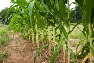 Planting organic corn in the field in the summer.