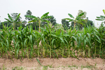 Planting organic corn in the field in the summer.