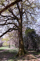 a tree at the edge of a dirt road in the forest. The tree in the middle of the photo, vertical has bare leaves, has a small box in its trunk that is the nest of a little bird. the path climbs up the s