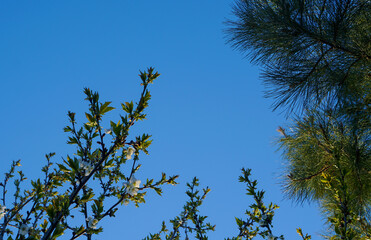 The cherry twig is blooming