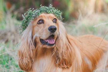 gold cocker spaniel puppy whit flowers