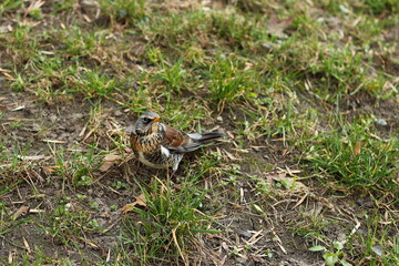 Bird, thrush in the spring meadow. 1
