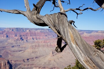 Fototapeta na wymiar Gnarled tree at the Grand Canyon in Arizona