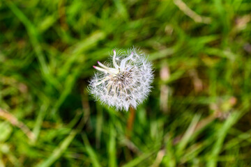 close-up of a goatbeard flower on the grass
