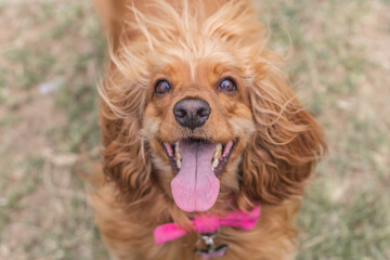 cavalier king charles spaniel