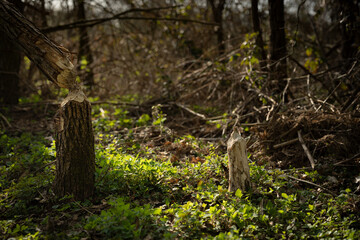 Durch Biber abgenagte Bäume 