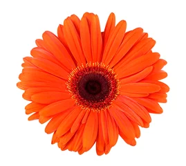 Tuinposter Orange gerbera flower isolated on a white background, top view. © domnitsky