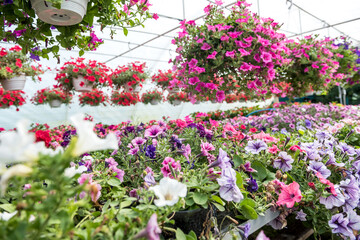 Growing of flower plant on shelves in greenhouse