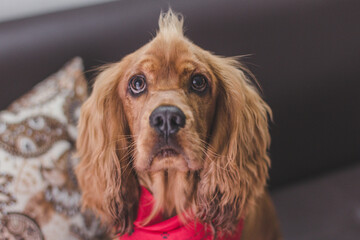 cocker spaniel dog