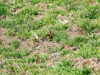 grey-capped oriental greenfinch in empty field 7