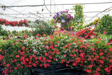 Fototapeta na wymiar Growing flowers growing inside of a greenhouse nursery