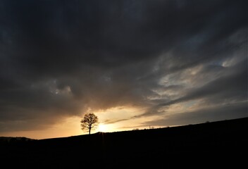 Fototapeta na wymiar silhouette of a tree on the horizon in the evening mood 
