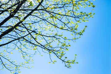 Fototapeta premium The beautiful spring background of the new leaves on the tree against the blue and clear sky and sunshine. Selective focus.