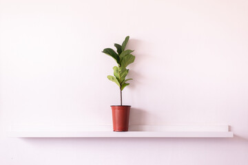 Beautiful Fiddle-leaf fig plants on shelf interior design of living room,Cozy home