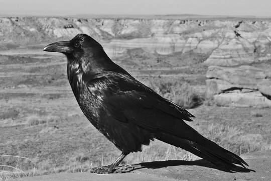 Raven overlooking desert in Petrified Forest National Park in Arizona USA