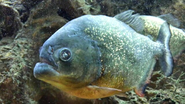 Piranhas swim slowly in the aquarium