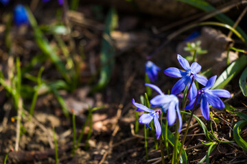 Glory of the snow flower, Chinodoxa lucille, blue flower blooming macro and close-up during the springtime