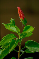 Red Hibiscus Bud blooming 