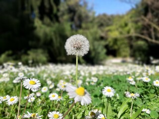 Soffione solitario © bibichris